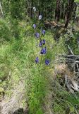 Aconitum ambiguum