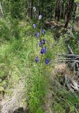 Aconitum ambiguum. Цветущее растение на береговой кромке леса. Республика Бурятия, Баунтовский эвенкийский р-н, окр. пос. Северный, долина р. Иннокан, лиственничная тайга. 21.07.2013.