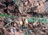 Astragalus wolgensis