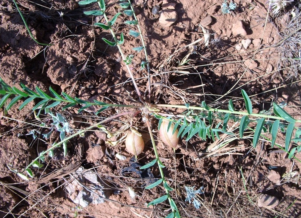 Image of Astragalus wolgensis specimen.