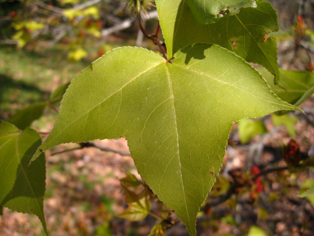 Image of Liquidambar formosana specimen.