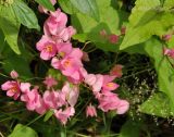 Antigonon leptopus