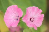 Malva trimestris. Цветки. Черноморское побережье Кавказа, г. Новороссийск, в культуре. 16 ноября 2013 г.