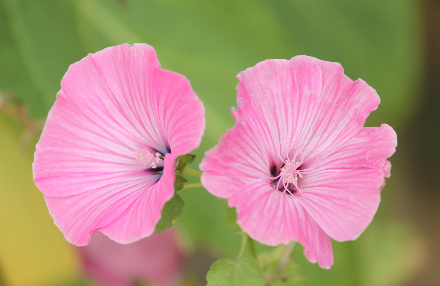 Изображение особи Malva trimestris.