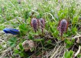 genus Salix