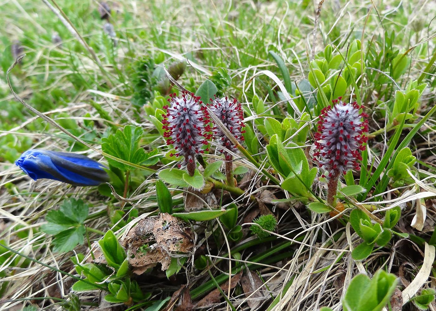 Image of genus Salix specimen.