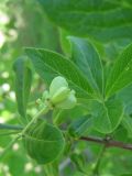 Euonymus europaeus