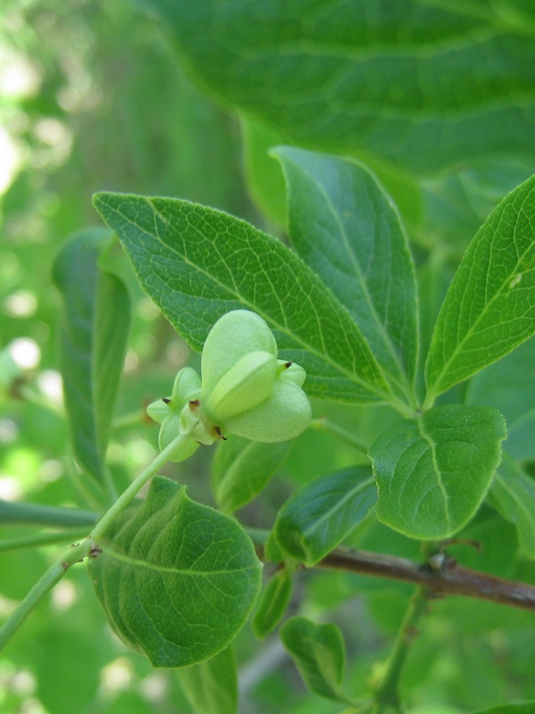 Изображение особи Euonymus europaeus.