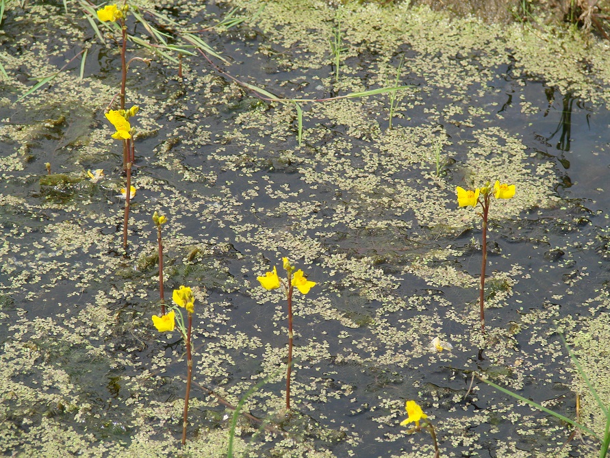 Image of Utricularia vulgaris specimen.
