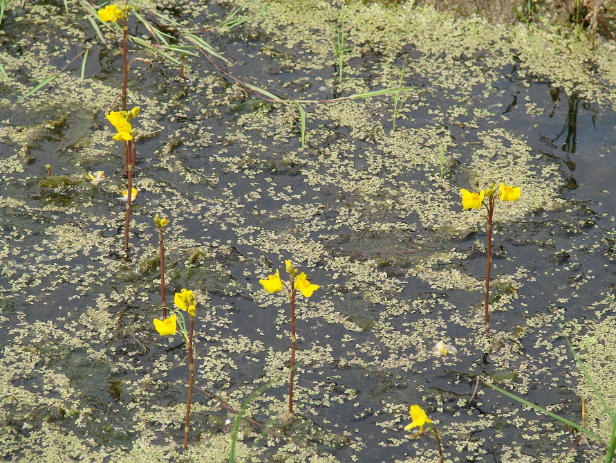 Изображение особи Utricularia vulgaris.