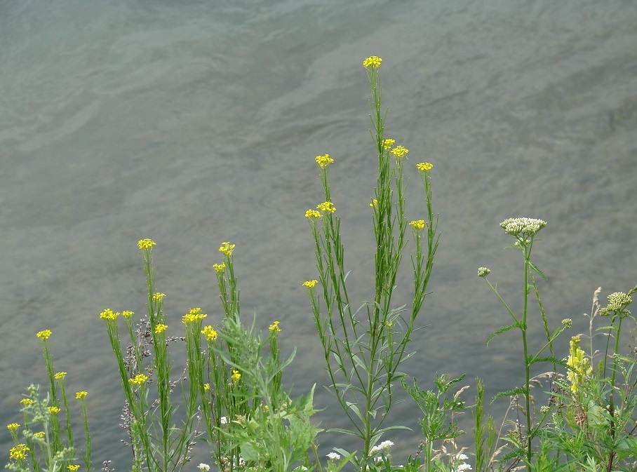 Image of Erysimum hieraciifolium specimen.