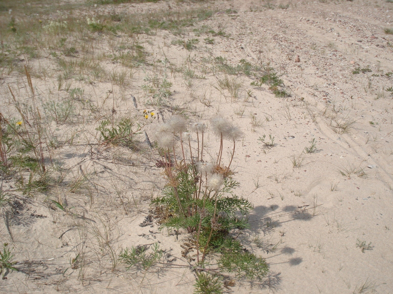 Image of Pulsatilla pratensis specimen.