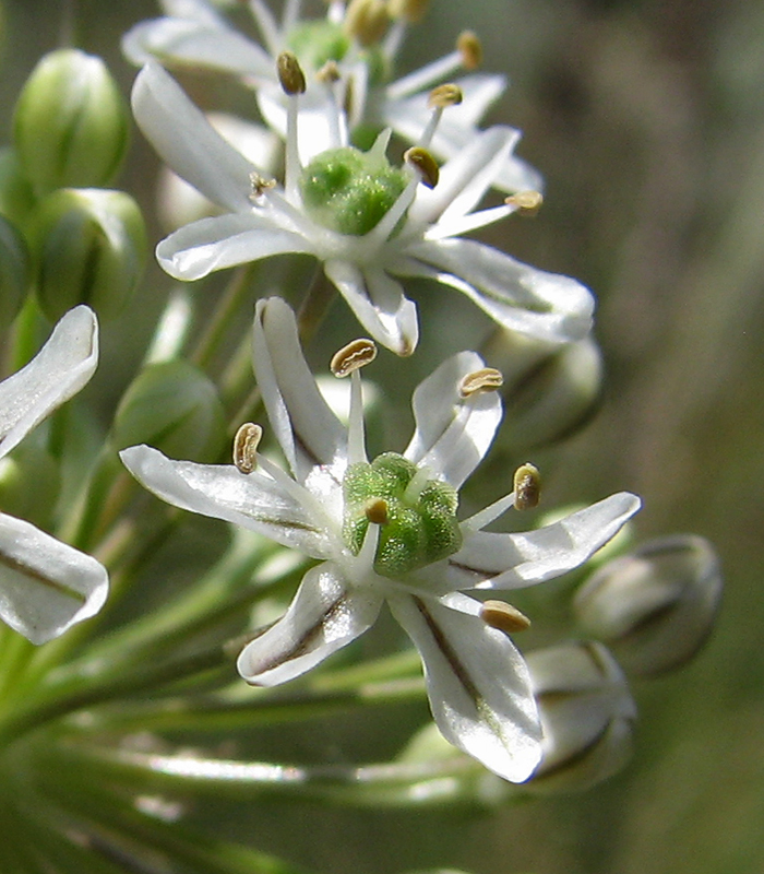 Image of Allium decipiens specimen.