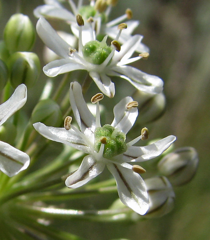 Изображение особи Allium decipiens.