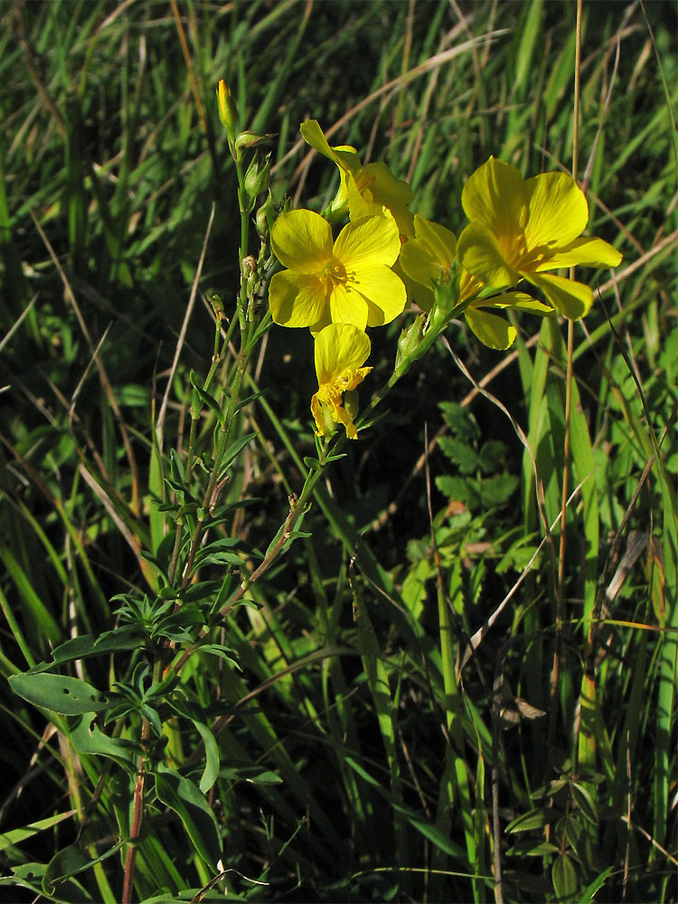 Изображение особи Linum flavum.