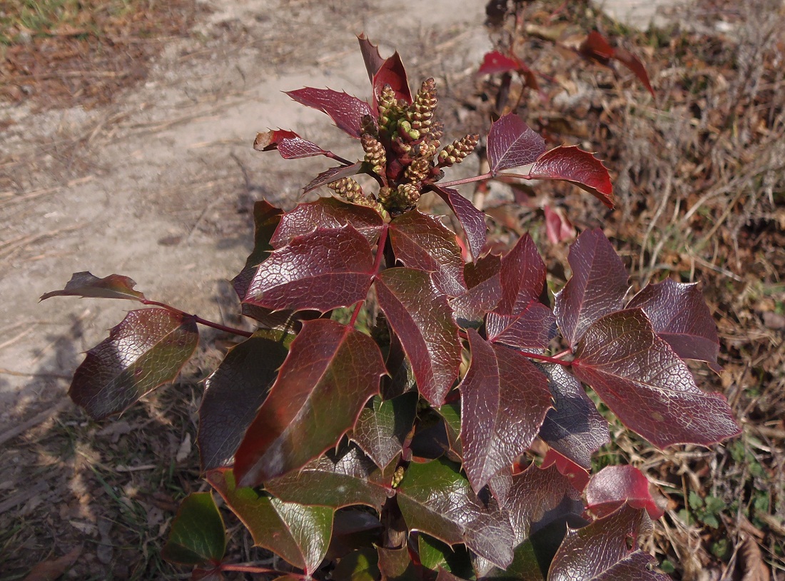 Изображение особи Mahonia aquifolium.