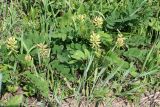 Astragalus glycyphyllos