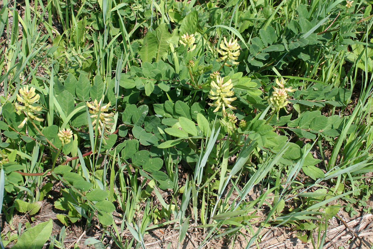 Изображение особи Astragalus glycyphyllos.