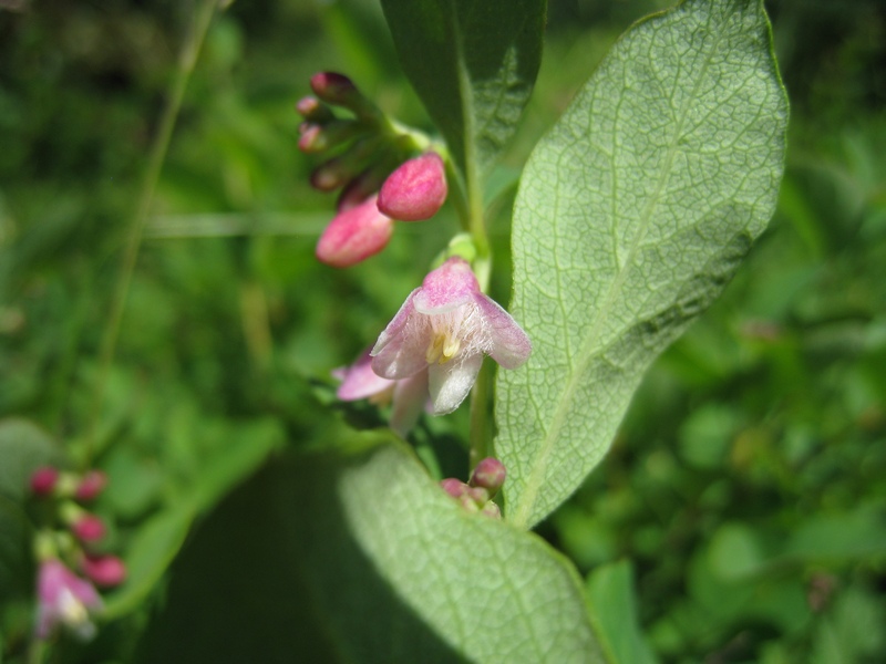 Изображение особи Symphoricarpos albus var. laevigatus.