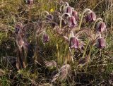 Pulsatilla bohemica