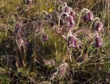 Pulsatilla bohemica. Цветущие растения. Украина, г. Запорожье, о-в Хортица. 05.04.2014.