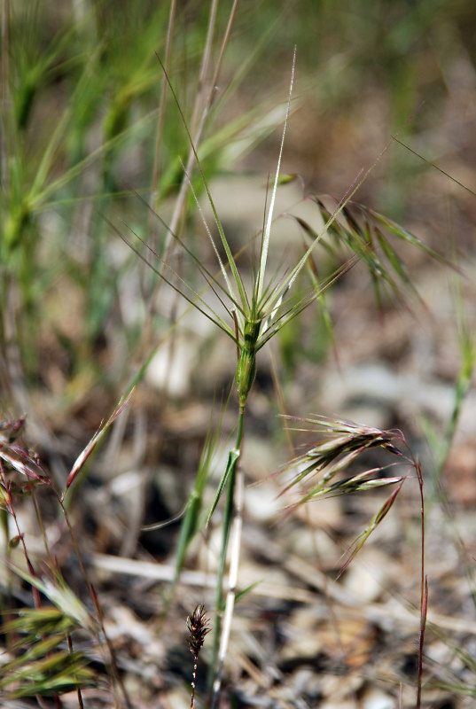 Image of Aegilops biuncialis specimen.