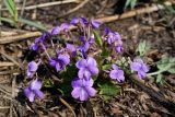 Viola phalacrocarpa. Цветущее растение. Приморский край, Партизанский р-н, вблизи устья р. Литовка, кустарниковые заросли на увале. 29.04.2014.