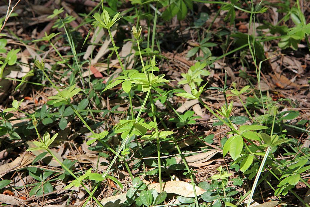 Image of familia Rubiaceae specimen.