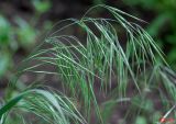Anisantha tectorum