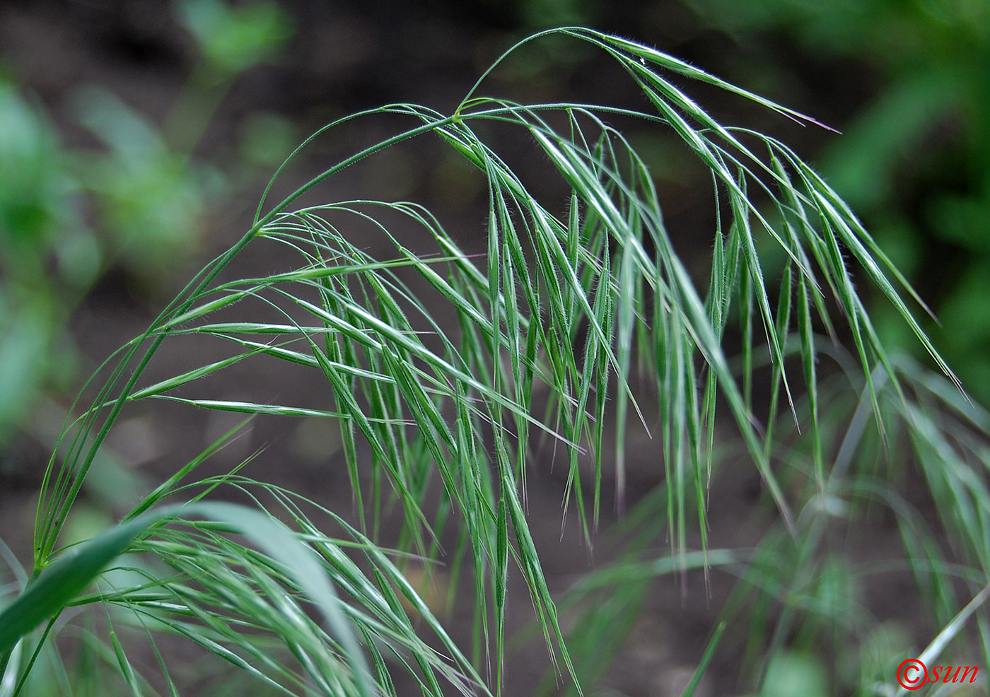 Изображение особи Anisantha tectorum.