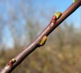 Salix myrtilloides