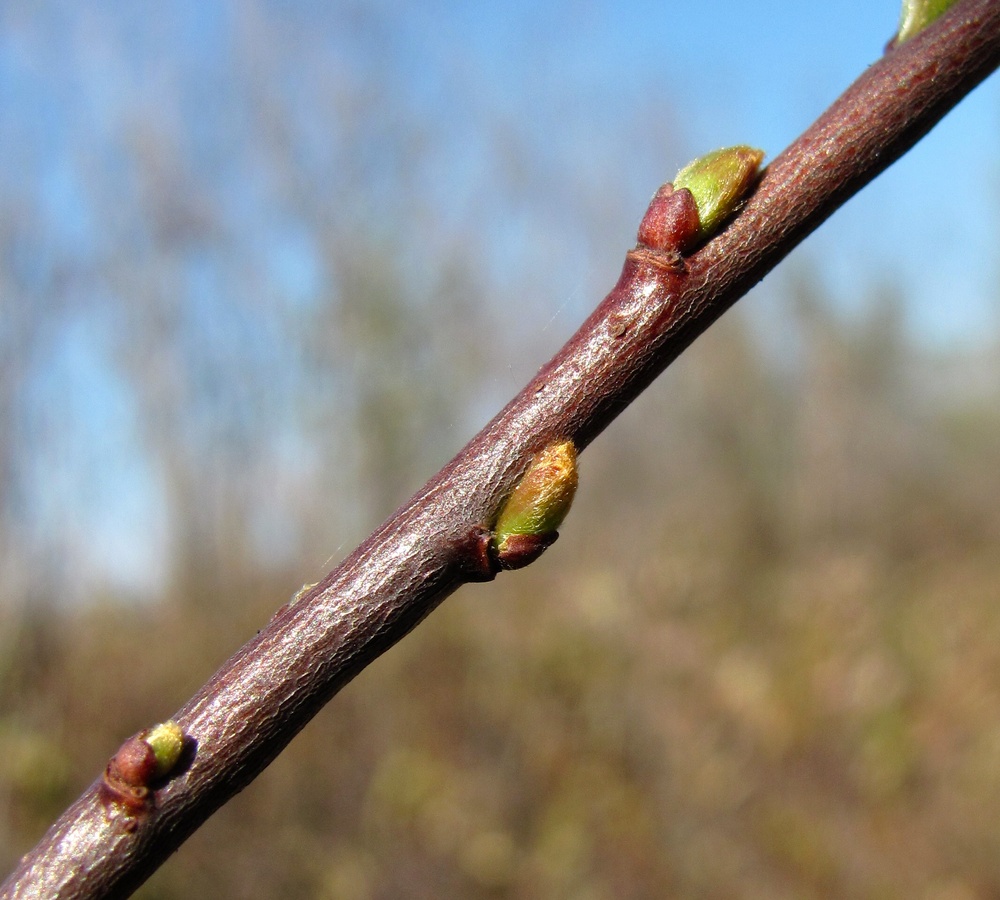 Изображение особи Salix myrtilloides.