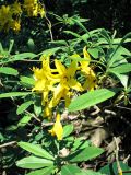 Rhododendron luteum. Ветвь с цветками. Краснодарский край, окр. Новороссийска, Маркотхский хребет, пер. Маркотхский. 30.05.2009.