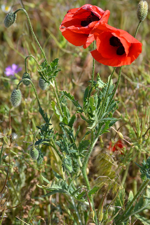 Image of Papaver rhoeas var. strigosum specimen.