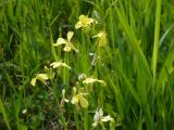 Raphanus raphanistrum