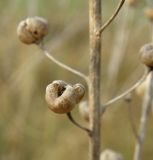 Verbascum blattaria. Сухие плоды. Краснодарский край, Кущёвский р-н, станица Шкуринская, пойма балки Боброва. 16.07.2009.