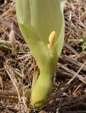Arum italicum