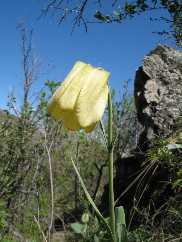 Изображение особи Fritillaria pallidiflora.