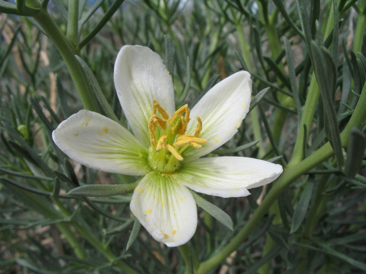 Image of Peganum harmala specimen.