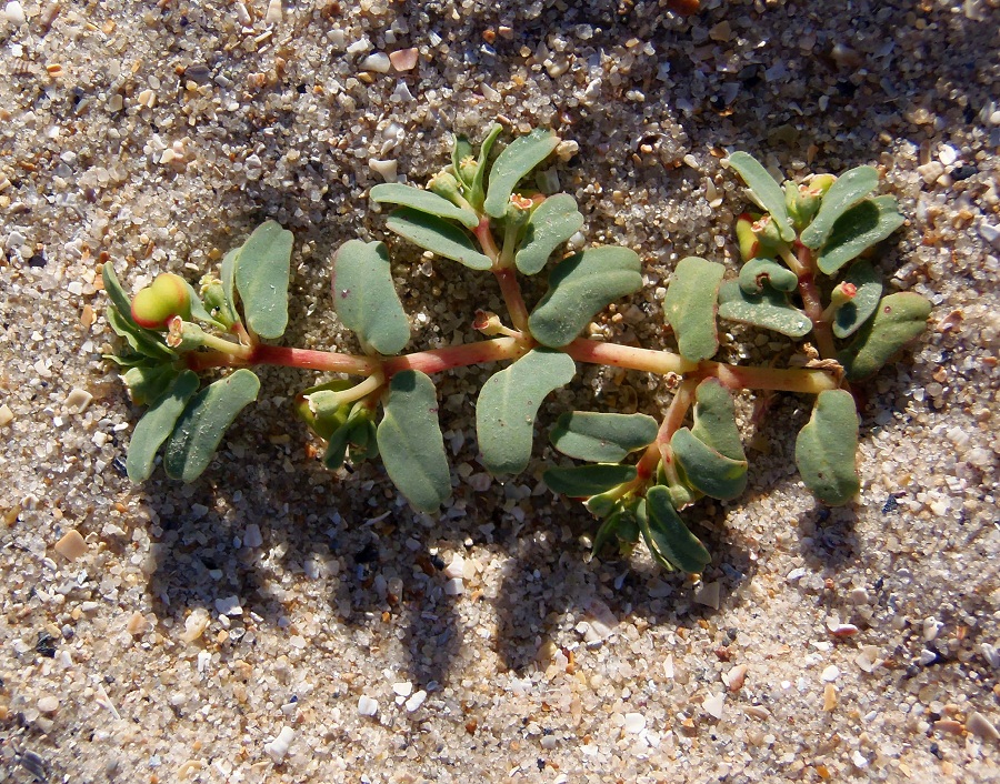 Изображение особи Euphorbia peplis.