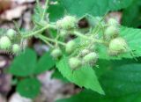 Rubus caucasicus