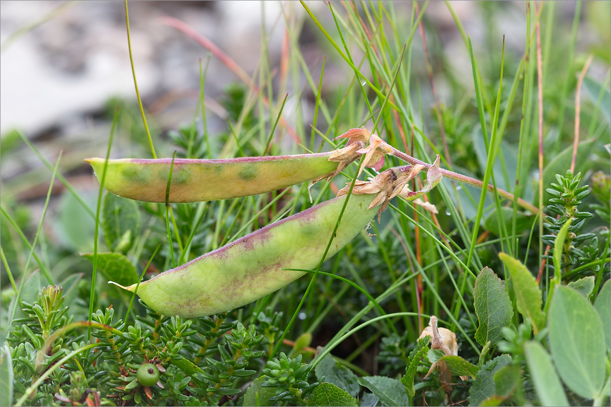 Image of Lathyrus japonicus ssp. pubescens specimen.