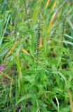 Veronica longifolia