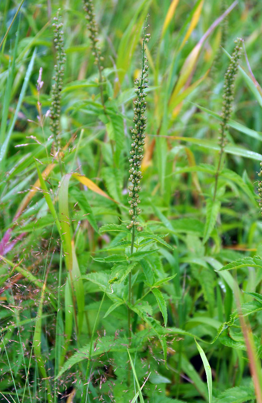 Изображение особи Veronica longifolia.