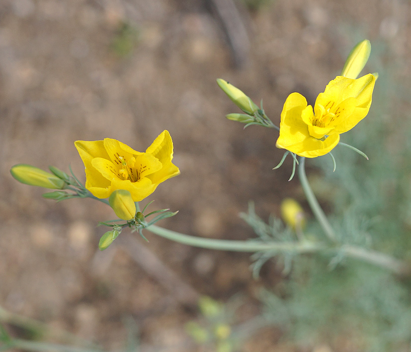 Image of Hypecoum erectum specimen.