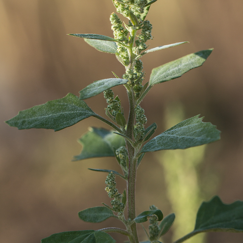 Изображение особи Chenopodium album.