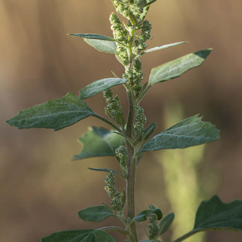 Изображение особи Chenopodium album.