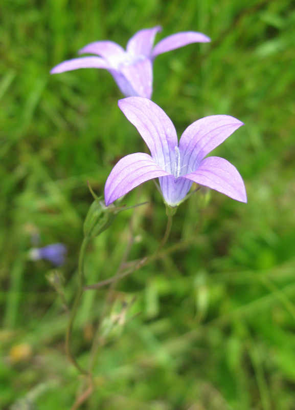 Изображение особи Campanula patula.