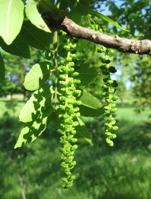 Image of Juglans nigra specimen.