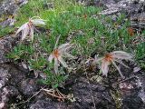 Dryas punctata